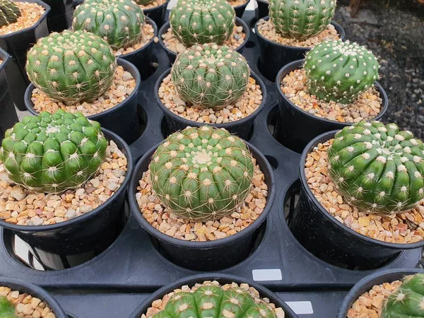 Notocactus Uebelmannianus Planta Suculenta Cactus Esfera Verde Hay Espinas Afiladas — Foto de Stock