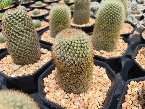 Mammillaria Spinosissima uzatılmış ya da silindirik kaktüs. Kırmızı-kahverengi ya da beyaz dikenler vardır. Genellikle süs bitkisi olarak yetiştirilir..