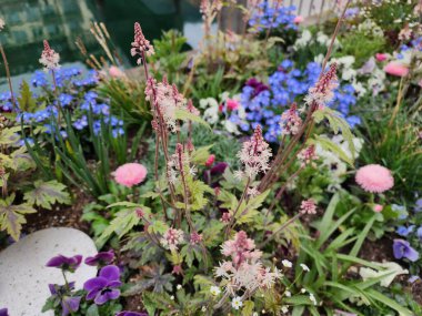 Tiarella cordifolia, küçük beyaz uçbirim infloresanları olan dik çiçekli bir bitkidir. Bahçelerde ve evlerde süs bitkisi olarak yetiştirilir..