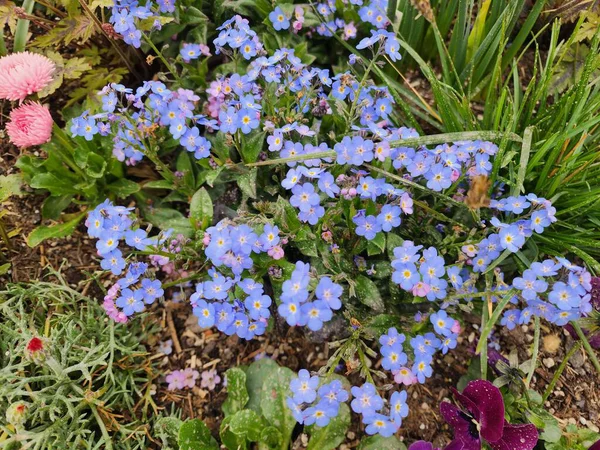 Myosotis sylvatica, or forget me not, is an herbaceous plant with small blue flowers in clusters, symbolizing true love.