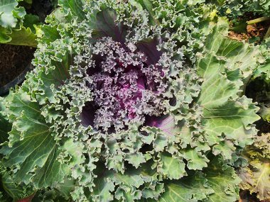 Süslü lahana ya da lahana lahanası, lahanalarda yetişen bir bitkidir. Genellikle bahçelerde dekoratif bir bitki olarak kullanılır ve ayrıca yenilebilir..