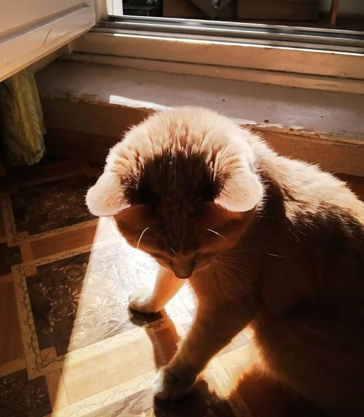 Luz Del Sol Cae Sobre Gato Gato Jengibre Doméstico Divertido — Foto de Stock