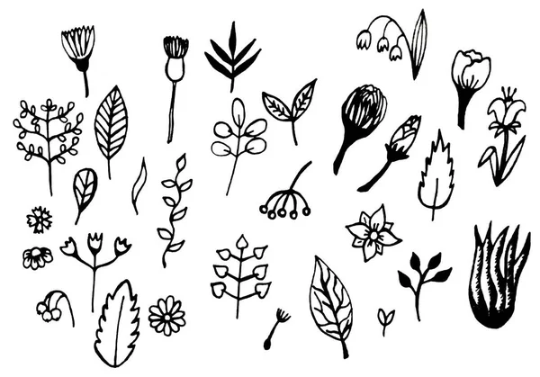 Schattige Beelden Van Bloemen Bladeren Een Witte Achtergrond Doodles Elementen — Stockvector