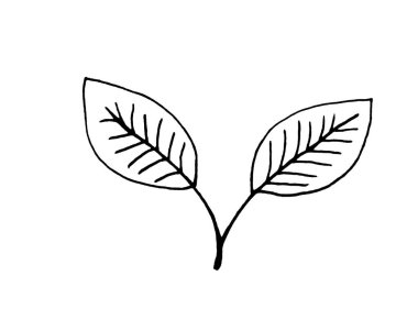 Beyaz arka planda yaprakları ve çiçekleri olan dallar. Karalamalar. Kartlar ve davetiyeler için dekorasyonlar