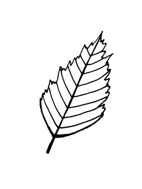 Beyaz arka planda yaprakları ve çiçekleri olan dallar. Karalamalar. Kartlar ve davetiyeler için dekorasyonlar