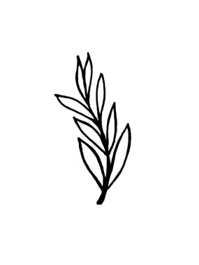 beyaz arka planda bir bitki. Kartların dekorasyonu için yapraklı çiçek, dal, davetiyeler, tekstil için baskı