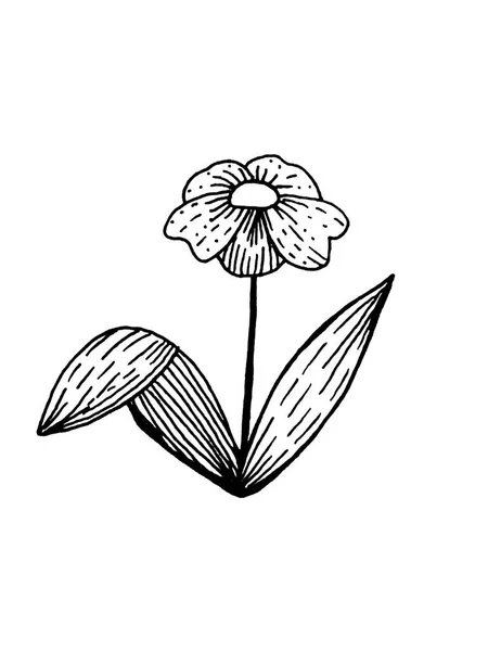 Beyaz Arka Planda Bir Bitki Kartların Dekorasyonu Için Yapraklı Çiçek — Stok fotoğraf
