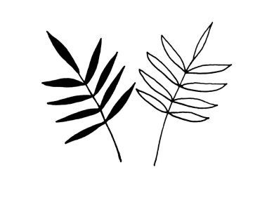 beyaz arka planda bir bitki. Kartların dekorasyonu için yapraklı çiçek, dal, davetiyeler, tekstil için baskı