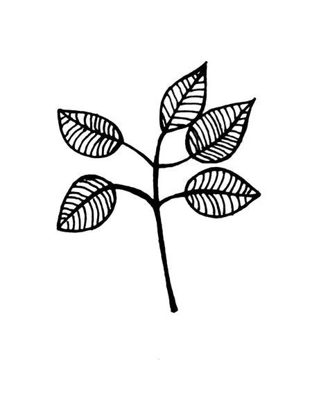 Pflanze Auf Weißem Hintergrund Blume Zweig Mit Blättern Zur Dekoration — Stockfoto
