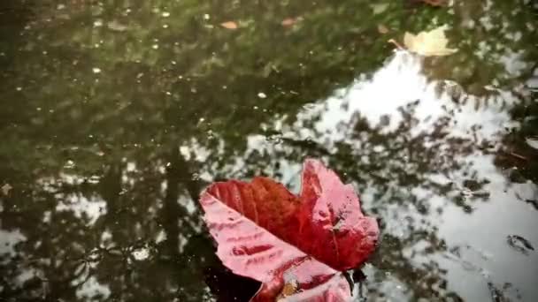 Caduto Autunno Foglia Rossa Fronte Una Pozzanghera Durante Giornata Piovosa — Video Stock