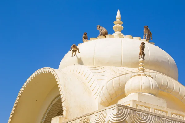 Maymunlar oynama ile tapınak kubbe