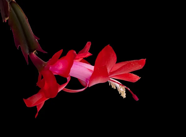 Siyah zemin çiçek açması pembe schlumbergera