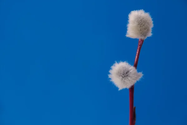 Blossoming bichano-salgueiro no fundo azul — Fotografia de Stock