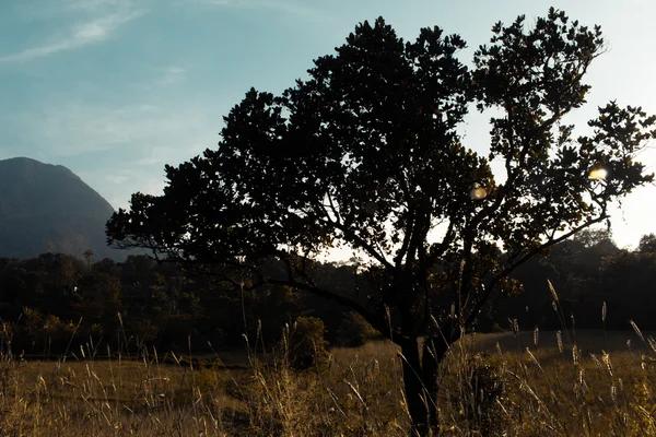 Dağ Vadisi manzara bir ağaç infront.