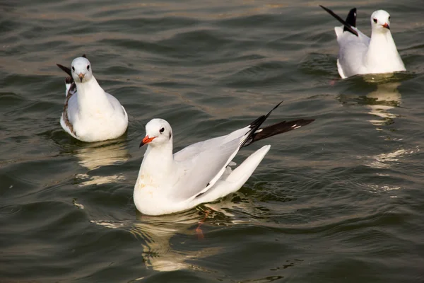 Martılar güneş ışığı altında Nehri üzerinde