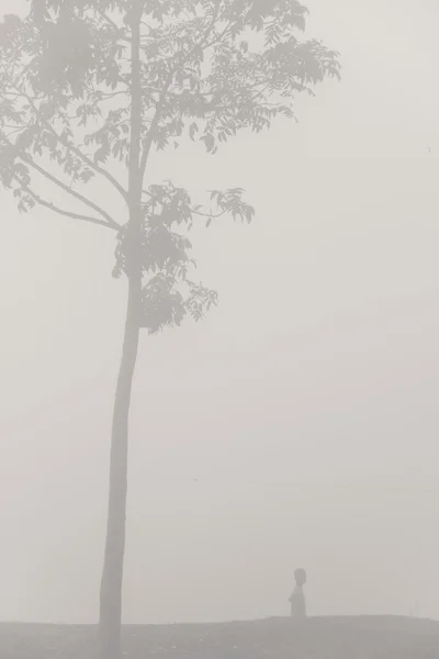 Ağaç ve kalın sis bir kişi