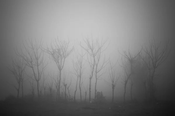 Группа деревьев в густом тумане — стоковое фото