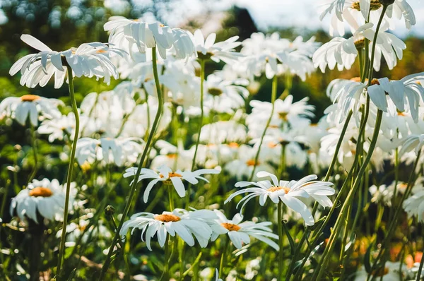 Papatya, papatya, papatya veya kokulu mayonez olarak bilinen Matricaria papatya (recutita) alanının büyük bir kısmı mide ve bağırsak sorunlarına karşı kullanımıyla ya da cilt tahrişlerine karşı olarak bilinir..