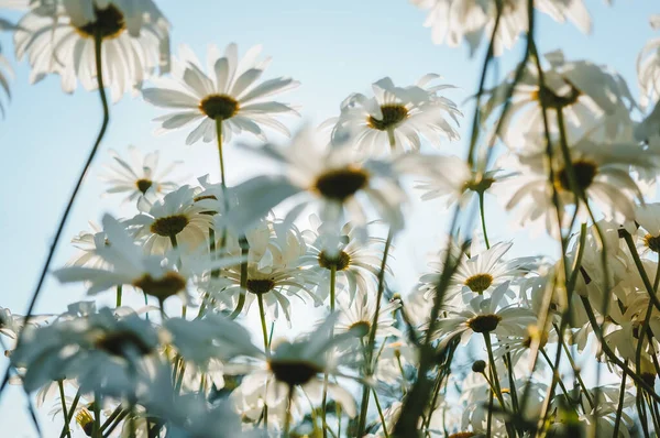 Papatya, papatya, papatya veya kokulu mayonez olarak bilinen Matricaria papatya (recutita) alanının büyük bir kısmı mide ve bağırsak sorunlarına karşı kullanımıyla ya da cilt tahrişlerine karşı olarak bilinir..