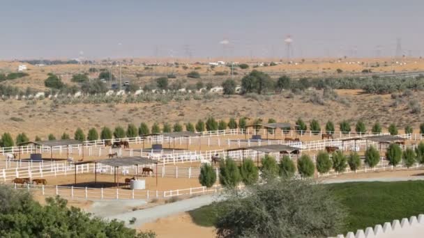 Arabian horse runs inside paddock in the dust desert timelapse, Émirats arabes unis — Video