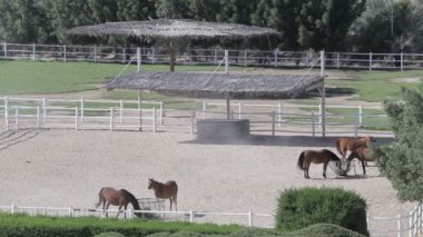 corral çiftlik manzara üzerinde atlar. Stud Üstten Görünüm