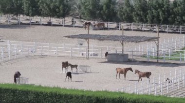 corral çiftlik manzara üzerinde atlar. Stud Üstten Görünüm