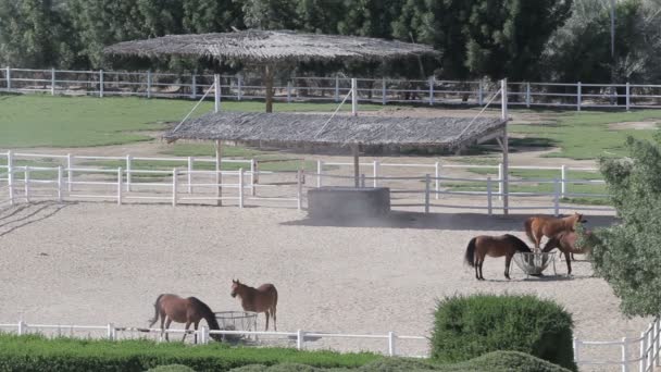 Cavalli in recinto sul paesaggio aziendale. Vista dall'alto dello stallone — Video Stock