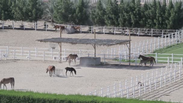 Hästar i corral på gård landskap. Ovansida av stud — Stockvideo