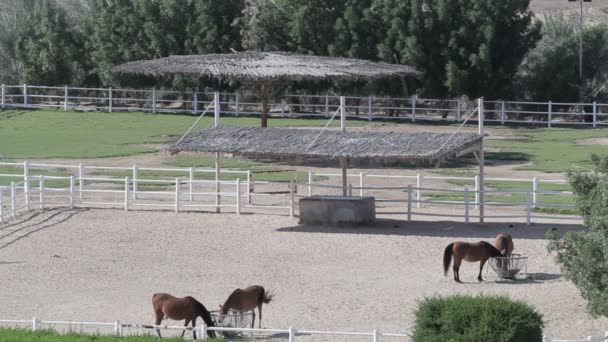 Chevaux en corral sur le paysage de la ferme. Vue du dessus du goujon — Video