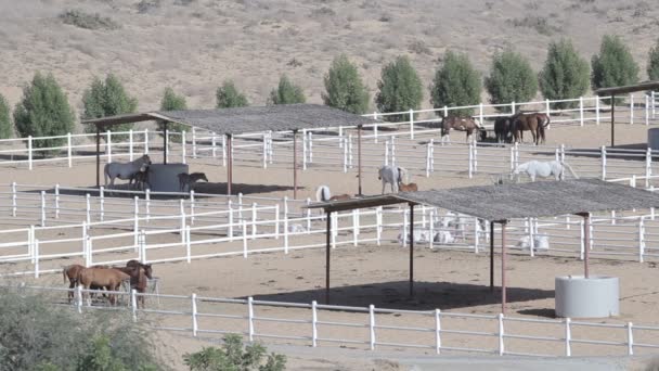 Corral çiftlik manzara üzerinde atlar. Stud Üstten Görünüm — Stok video