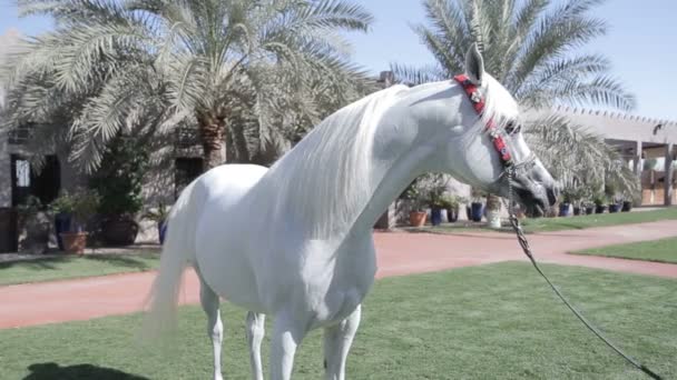 Cavalo árabe branco fica em um prado verde — Vídeo de Stock