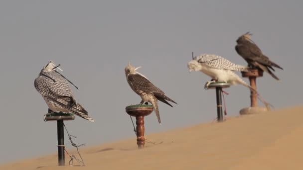 Valken in de woestijn, Dubai — Stockvideo