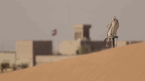 Falcons en el desierto, Dubai — Vídeo de stock