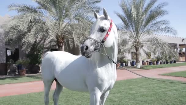 Cavalo árabe branco fica em um prado verde — Vídeo de Stock