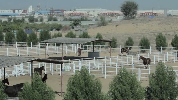 Horses in corral on farm landscape. Top view of stud — Stock Video