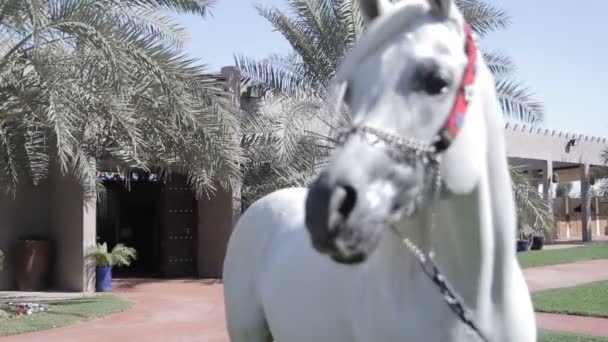 White Arab horse stays on a green meadow — 图库视频影像