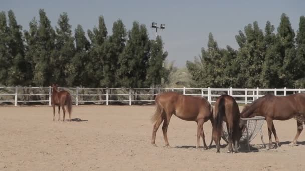 chevaux bruns dans le corral 