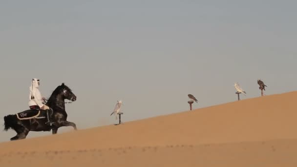 ドバイの砂漠の上に乗ってアラビア馬ライダー — ストック動画