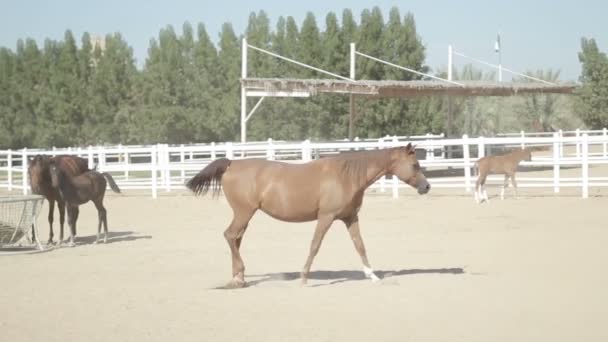 Bruna hästar i inhägnaden — Stockvideo