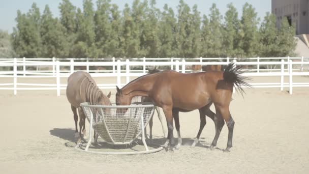 Bruine paarden in de corral — Stockvideo