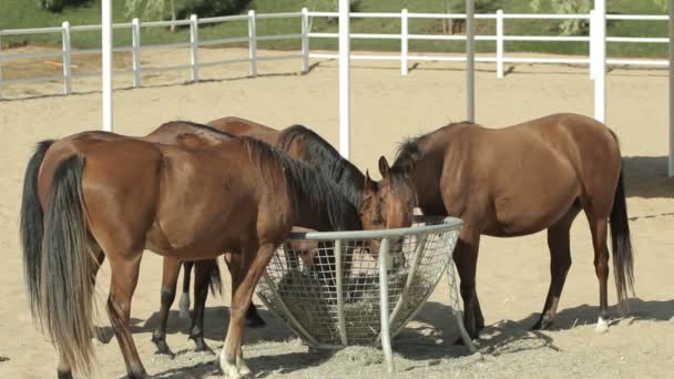 Caballos marrones en el corral — Vídeo de stock