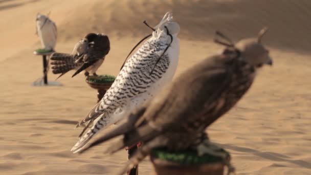 Valken in de woestijn, Dubai — Stockvideo