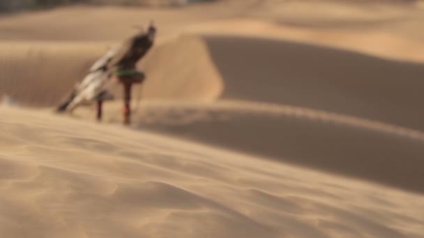 Falcões no deserto, Dubai — Vídeo de Stock