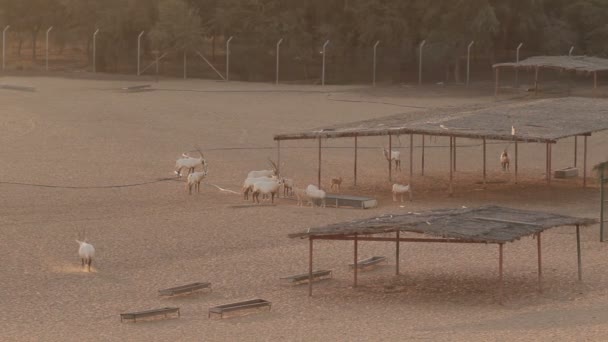 Arabian Oryxes i en öken, Dubai — Stockvideo