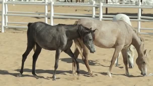 Jonge en mooie paarden in een corral. Mooie volbloed veulens in stal. — Stockvideo