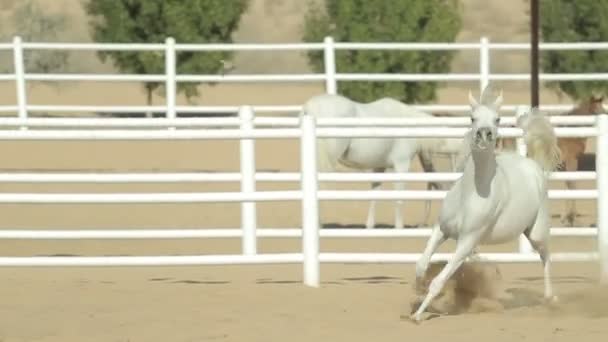 Jóvenes y hermosos caballos en un corral. Bonitos potros pura sangre en establo . — Vídeos de Stock