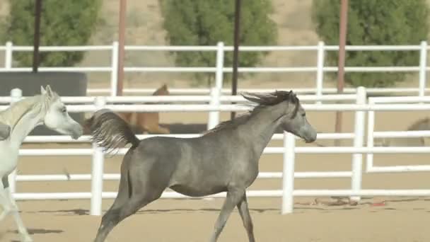 Genç ve güzel atlar bir ağıl. Güzel safkan foals istikrarlı. — Stok video