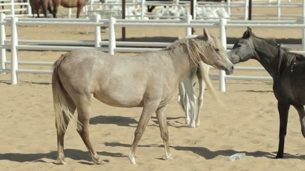 Young and beautiful horses in a corral. Nice thoroughbred foals in stable. — Stock Video