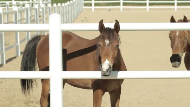 Caballos marrones jóvenes en el corral — Vídeos de Stock