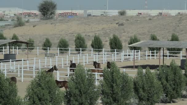 Лошади в загоне на ферме ландшафта. Вид сверху на конек — стоковое видео
